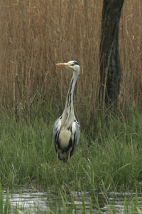 Heron photographs by Neil Salisbury Betty Fold Gallery